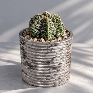 Op de afbeelding: Een donkergroene, geribbelde cactus met witte, aderachtige markeringen staat in een cilindrische, metaalgrijze pot. De pot heeft een horizontale, geribbelde textuur met een verweerde afwerking. Het grondoppervlak is bedekt met kleine, lichte steentjes.