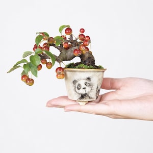 May include: A miniature bonsai tree with small red fruit and green leaves. The tree is planted in a small, off-white pot with a panda bear illustration. The bonsai is held in a hand against a white background.
