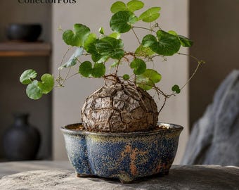Jun Ware Starry Blue Flambé Glazed Begonia Bonsai Pot