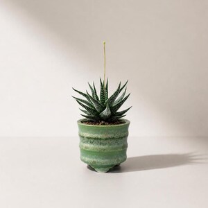 Handgefertigte mattgrün glasierte Bonsaischale | Mini Bambus Form Übertopf | Studio Keramik Akzent | Kleine Bonsai Dose im Wabi-Sabi Stil