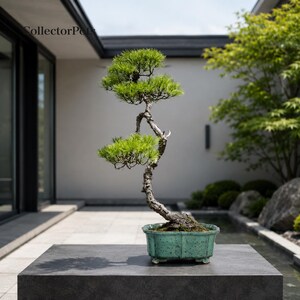 Puede incluir: Un bonsái de pino con un tronco delgado, texturizado y sinuoso, con dos grupos distintos de agujas de color verde vibrante. El árbol está plantado en una maceta de cerámica rectangular de color verde azulado moteado con patas, que incluye el texto CollectorPots.