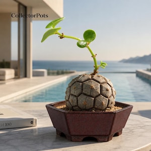 May include: A Dioscorea elephantipes plant with a textured, spherical, gray caudex featuring a geometric, cracked pattern. A thin, green vine with small, rounded leaves grows from the top. The plant is potted in a dark red, hexagonal ceramic pot.