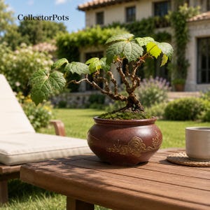 May include: A bonsai tree with green leaves and a textured brown trunk planted in a round, dark brown ceramic pot featuring an embossed gold-colored landscape design. The text CollectorPots is visible in the upper left corner of the image.