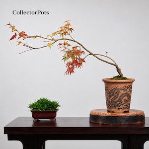 Puede incluir: Un bonsái de arce japonés con hojas rojas y verdes plantado en una maceta de cerámica color canela con un diseño de dragón en relieve. Junto a él hay una pequeña maceta rectangular marrón oscuro con musgo verde denso, etiquetada CollectorPots.