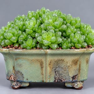 May include: A dense cluster of translucent, light green Haworthia succulent rosettes planted in a rectangular, glazed ceramic pot. The pot features a mottled, sage green finish with dark brown, weathered-looking edges and four small feet.