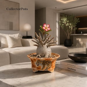 May include: A succulent plant with a bulbous, textured stem and spiky branches, topped with a single pink and white flower. It is potted in a wide, orange-toned ceramic bowl featuring a painted leopard illustration and small feet.