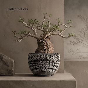 Hand Carved Layered Stone Bonsai Pot | Wabi Sabi Rock Texture Ceramic Planter