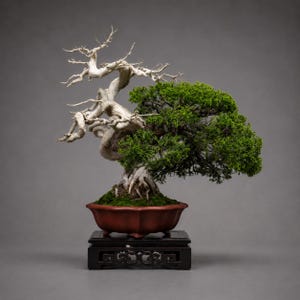 May include: A bonsai tree featuring a twisted, bleached white deadwood trunk on the left and a dense, vibrant green foliage canopy on the right. The tree is planted in a shallow, hexagonal reddish-brown ceramic pot resting on a dark wooden stand.