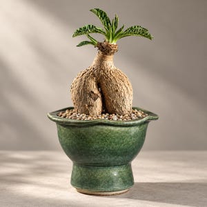 May include: A caudex plant with a thick, bulbous, tan-coloured stem and green leaves, potted in a green ceramic planter with a flared rim. The soil surface is covered with small, light-coloured pebbles, and the plant has a distinct, textured appearance.