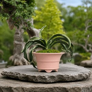 May include: A small, light pink bonsai pot with a green and white plant. The pot is sitting on a gray stone surface. The background is blurred, showing green trees and foliage.