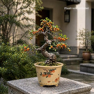 Op de afbeelding: Een bonsai boom met een gedraaide stam en kleine groene bladeren, met trossen oranje bessen. De boom staat in een beige keramische pot versierd met illustraties van sinaasappelfruit. De tekst "Plant not included" is zichtbaar op de achtergrond.