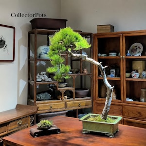 Puede incluir: Un bonsái de pino con un tronco curvo y texturizado y agujas de color verde vibrante, plantado en una maceta rectangular de cerámica verde claro. Una pequeña planta de acento cubierta de musgo descansa sobre un soporte de madera oscura.