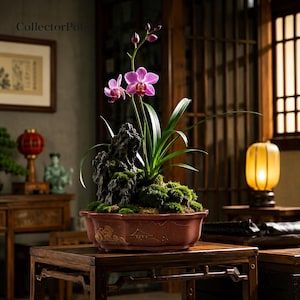 Pode incluir: Um arranjo de orquídeas em vaso com flores cor-de-rosa vibrantes e folhas verdes longas. A planta está aninhada entre rochas escuras e texturizadas e manchas de musgo verde dentro de uma tigela de cerâmica castanha com relevos de paisagens.