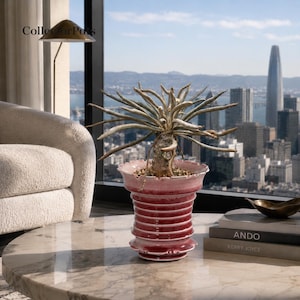 May include: A succulent plant with long, thin, grey-green leaves sits in a ribbed, deep red ceramic planter with a flared, scalloped rim. The planter has a glossy finish and horizontal ridges, resting on a marble surface near a window.