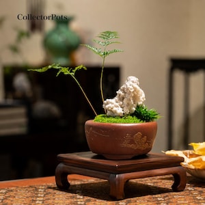 May include: A round, reddish-brown ceramic pot featuring etched landscape designs, containing a small green fern, a textured white rock, and vibrant green moss. The pot rests on a dark wooden stand. The text CollectorPots is visible.