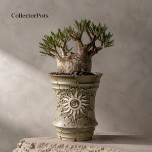 Handgeschnitzter, aus rissigem Stein gefertigter Sonnentotem-Caudex-Topf
