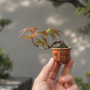 May include: A miniature bonsai tree with red and green leaves in a small, orange ceramic pot. The pot has a decorative pattern of black figures. The bonsai is held in a person's hand, showcasing its small size.