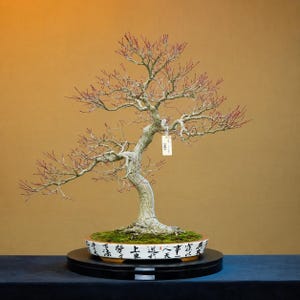 May include: A bonsai tree with a curved trunk and bare branches with red tips. The tree sits in a white and blue ceramic pot with Chinese characters. The pot rests on a black stand against a golden-brown background.