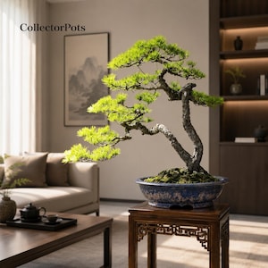 May include: A bonsai tree with bright green needles and a textured, gnarled trunk planted in a wide, oval-shaped blue ceramic pot. The tree is positioned on a dark wooden stand. The text CollectorPots is visible in the upper left corner.
