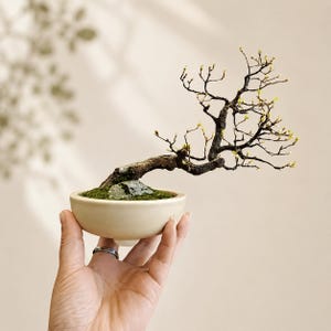 Puede incluir: Un árbol bonsái en miniatura en una maceta de cerámica color crema. El árbol tiene un tronco curvo y ramas delicadas con pequeñas hojas verdes. Una pequeña roca se encuentra en la maceta con musgo verde. El bonsái se sostiene en una mano.