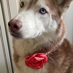 ROSE Flower Collar Easy Clip On Accessory (3 inches) for Dogs and Puppies