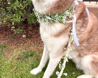 Dog Faux Baby’s Breath Flowers Collar and Leash Set + Baby’s Breath wreath collar for wedding