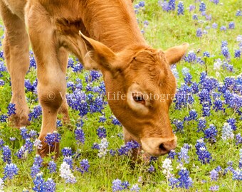 Calf in a Field of Bluebonnets - Texas - Western   -- Prints, Matted and Mounted, Framed, Canvas, Metal