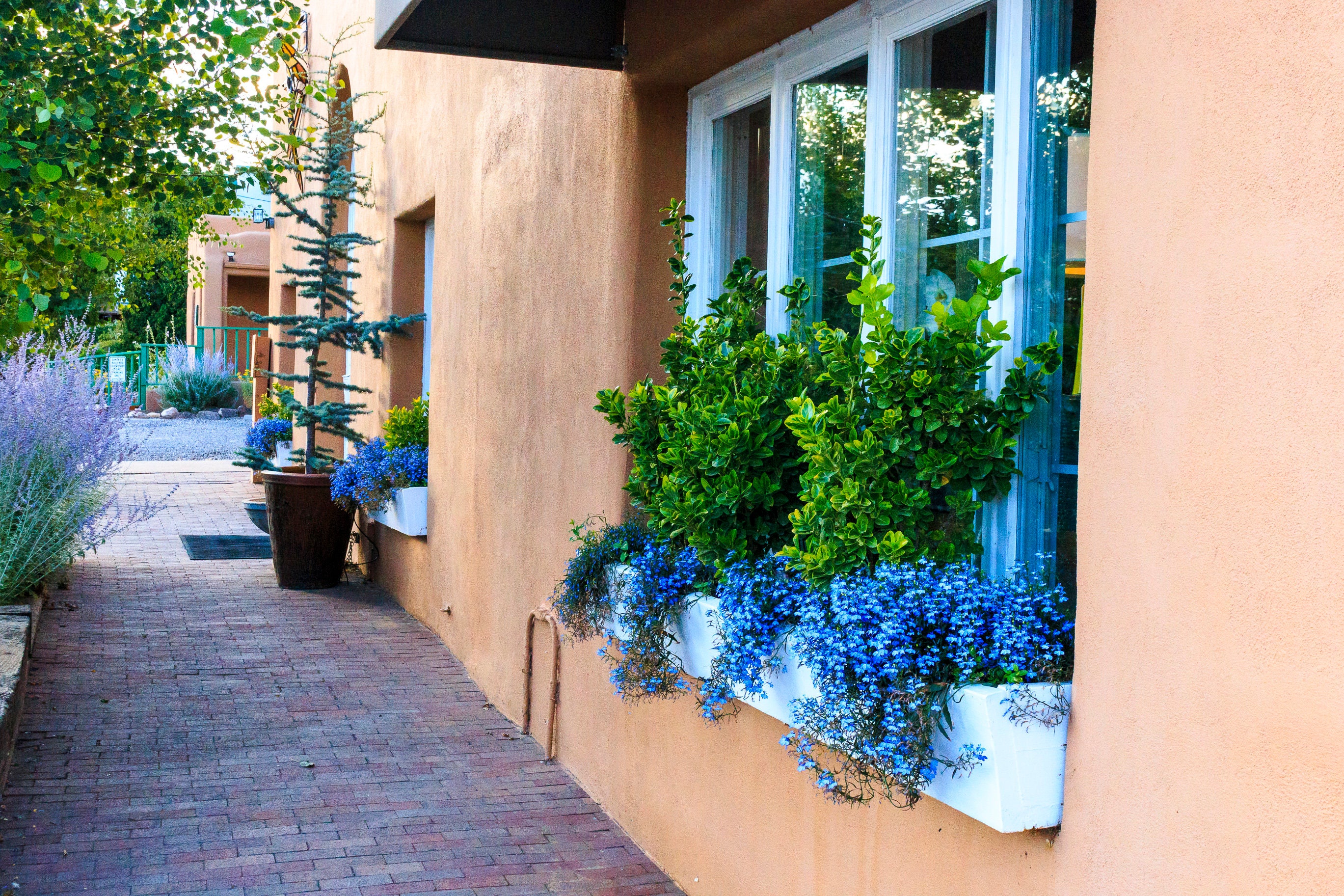 Canvas Santa Fe >> A Window Box In Santa Fe New Mexico Prints Matted And Mounted Canvas Santa Fe >> A Window Box In Santa Fe New Mexico Prints Matted And Mounted