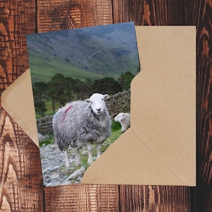 Herdwick Sheep Lake District Quirky sheep Greetings/Birthday Card. Photographs by photographer Toni Cross.  Ideal animal/country lover.