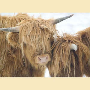 Cuddle Calves Highland Cattle Photographic Print Ideal rustic kitchen or cow lover print. Mounted/matted ready to frame. 10x8"