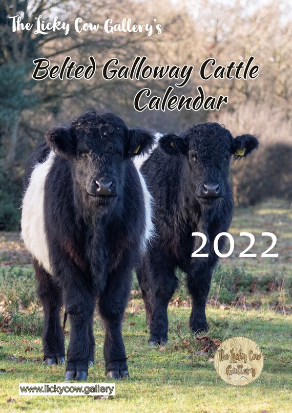 Belted Galloway Cattle Calendar 2022 12 Page A4 Wall Calendar | Etsy