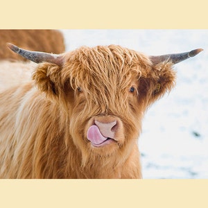 Highland cow print. &#39;Licky Cow&#39; Highland Calf licking it&#39;s nose photographic print. Ready to frame. Ideal Farmhouse/rustic kitchen decor