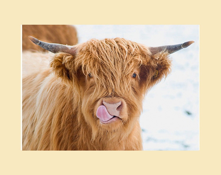 Highland Cow Print. 'licky Cow' Highland Calf Licking It's Nose