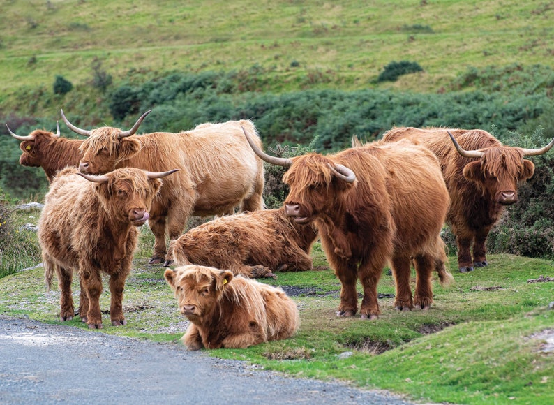 Highland Cattle Calendar 2023 12 Page A4 Wall Calendar Spiral Etsy 