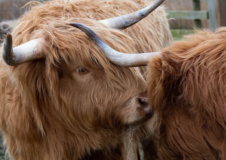 Highland Cattle Calendar 2024 Calendrier mural 12 pages A4 à Etsy France