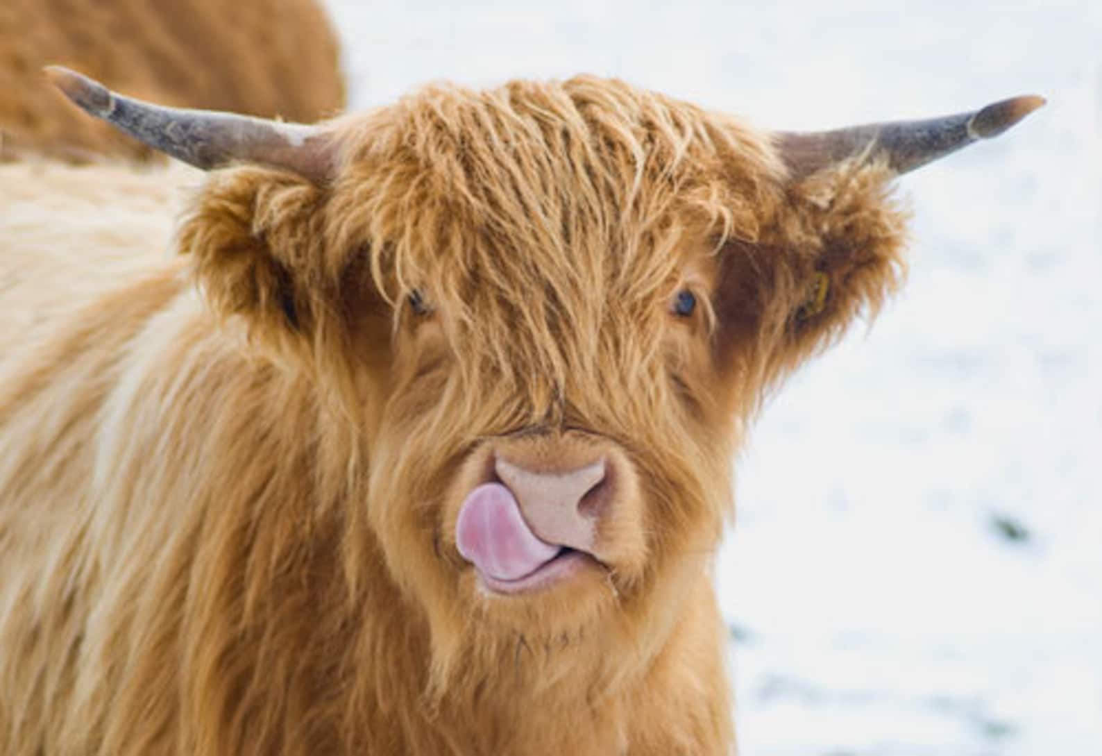 Highland Cow Print. 'licky Cow' Highland Calf Licking - Etsy