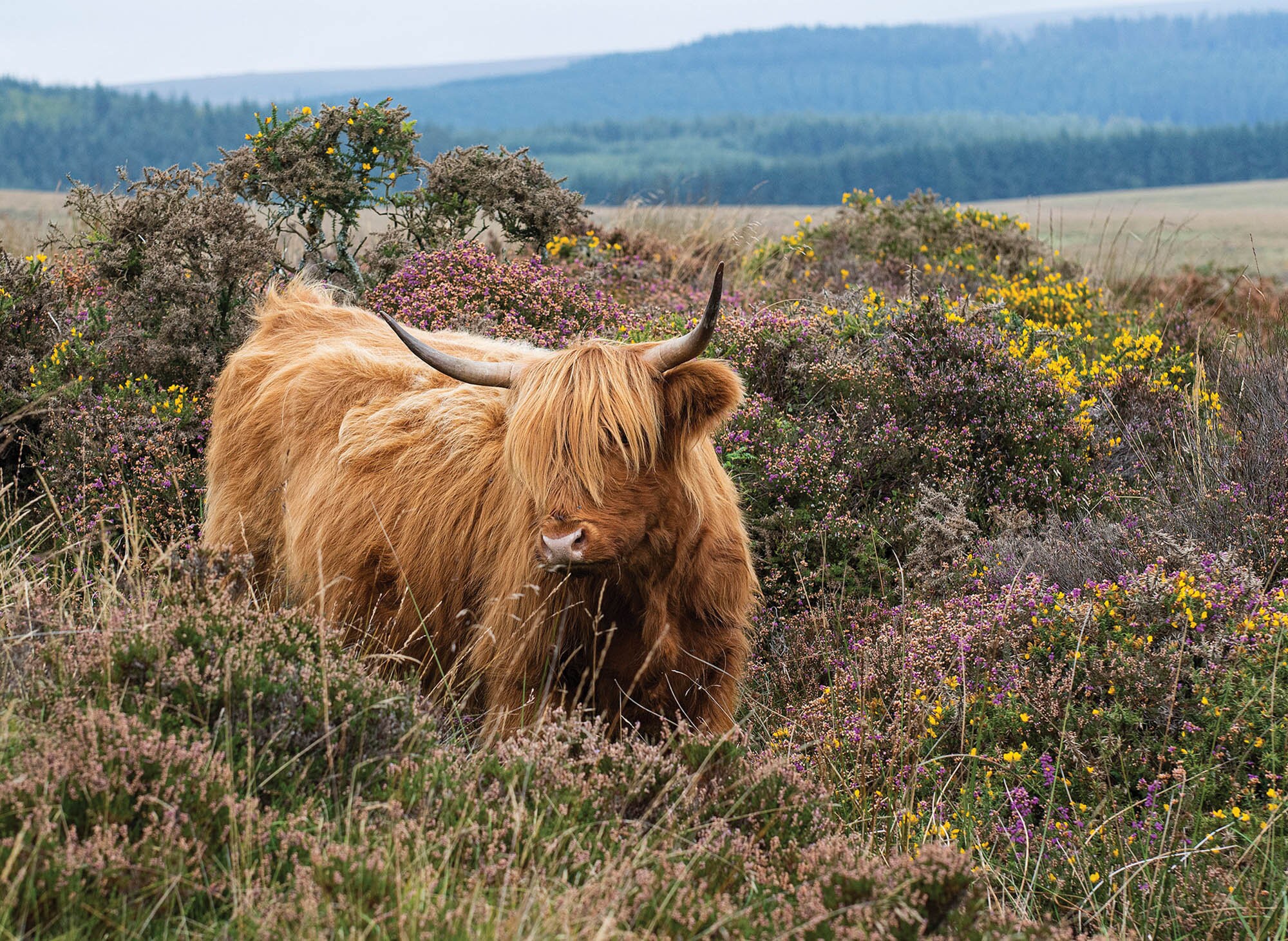 Highland Cattle Calendar 2023 12 P ginaS A4 Calendario De Etsy M xico