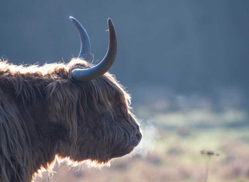 Highland Cattle Calendar 2023 12 Page A4 Wall Calendar Spiral - Etsy