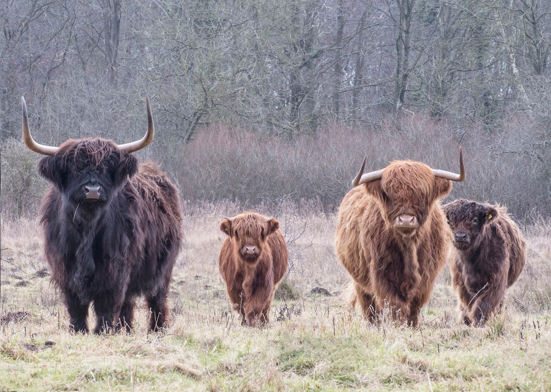 Highland Cattle Print. 'the Herd' Highland Cows and - Etsy UK