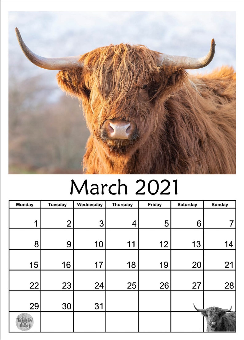 Highland Cow/Cattle Calendar 2021 12 Page A4 Wall Calendar | Etsy