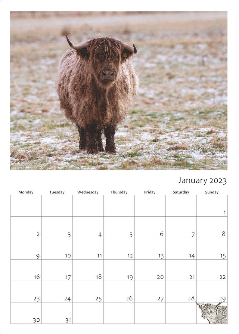 Highland Cattle Calendar 2023 12 Page A4 Wall Calendar Spiral - Etsy