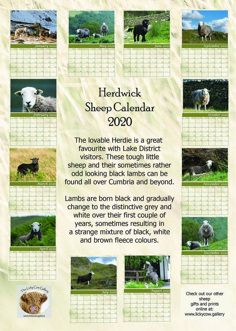 Herdwick Sheep Calendar 2020 12 Page A4 Spiral Bound Calendar Etsy