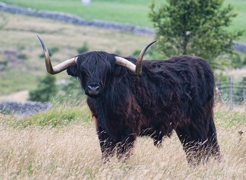 Highland Cattle Calendar 2023 12 Page A4 Wall Calendar Spiral Etsy