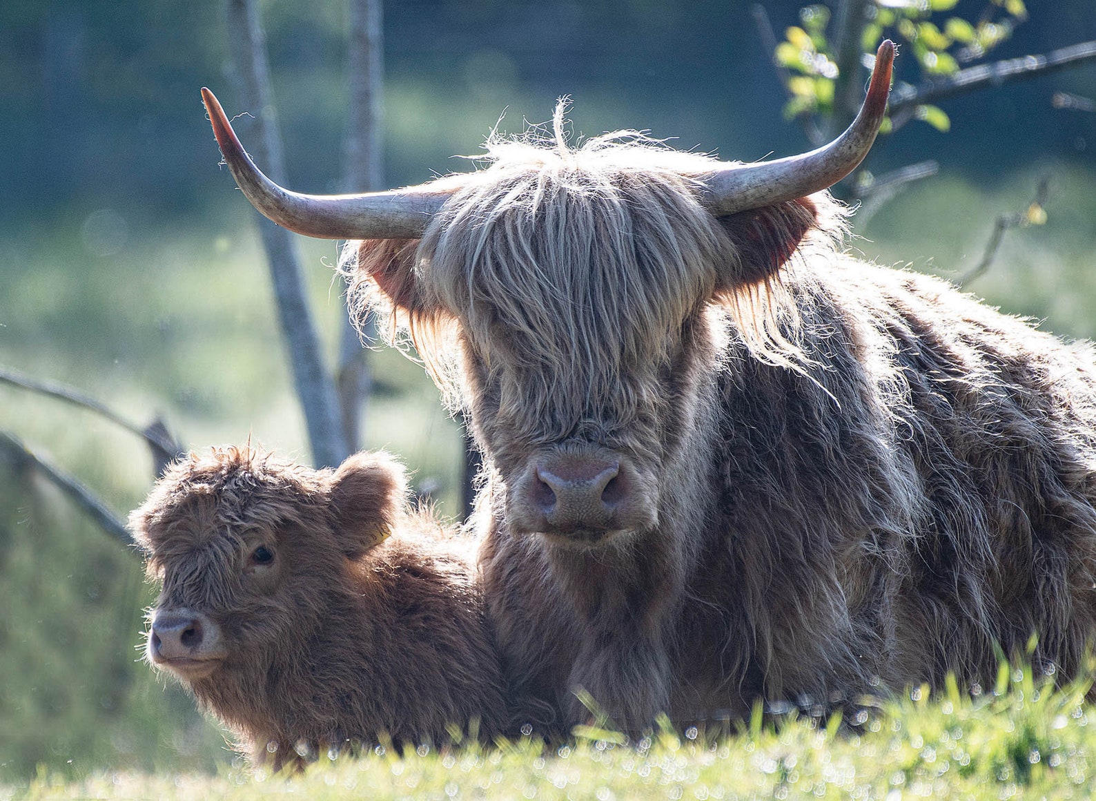 Highland Cattle Calendar 2023 12 Page A4 Wall Calendar Spiral Etsy 