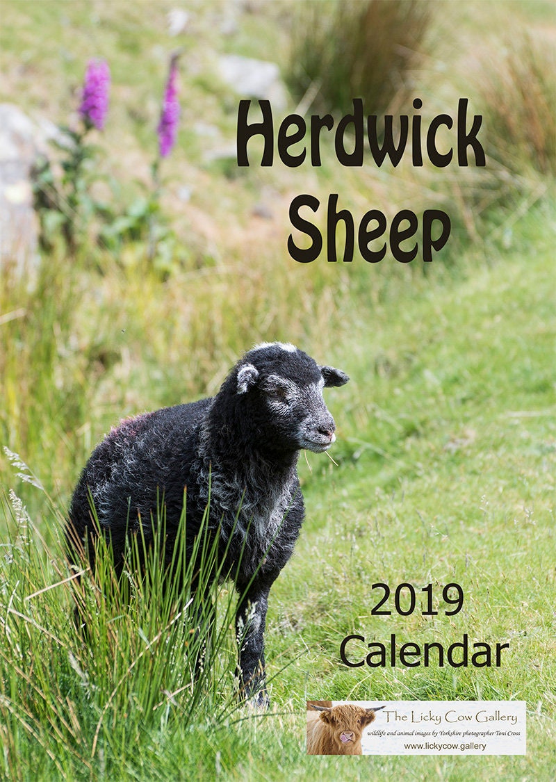Herdwick Sheep Calendar 2019 A4 Calendar Spiral bound 12 pages Etsy