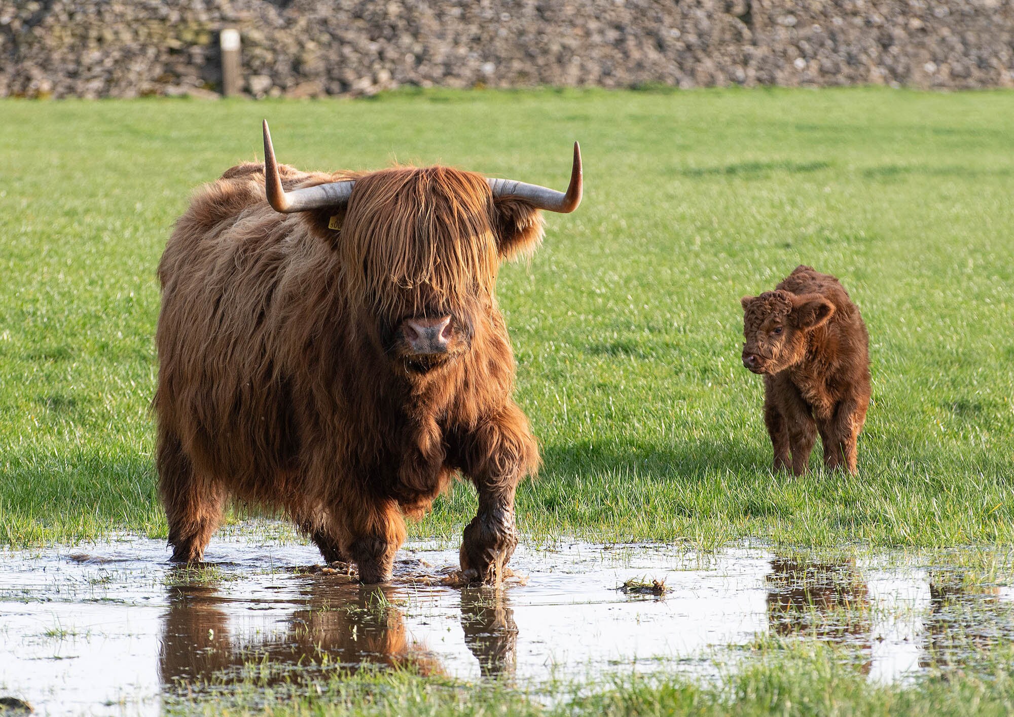highland-cattle-calendar-2022-12-page-a4-wall-calendar-spiral-etsy