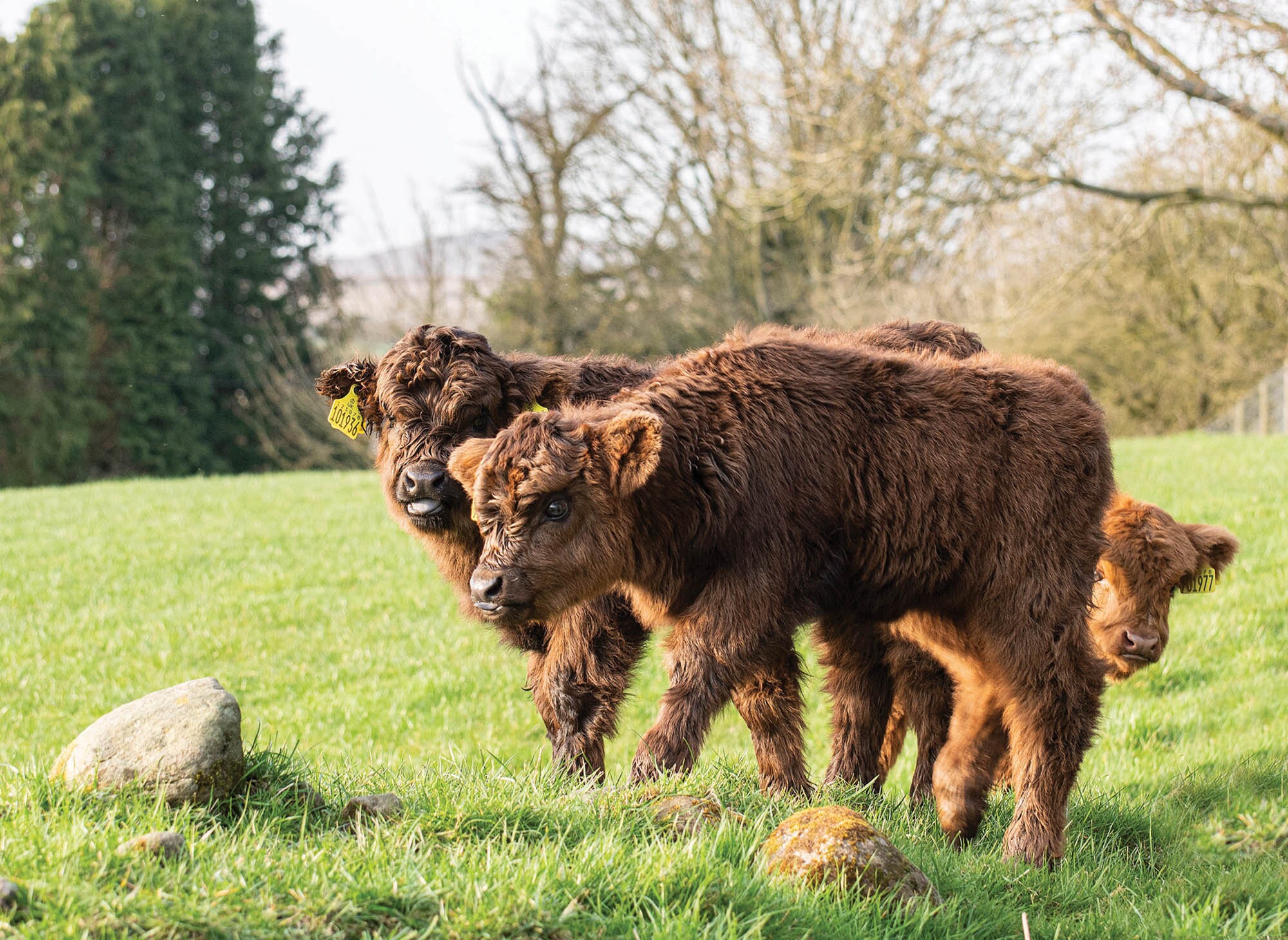 Highland Cattle Calendar 2023 12 P ginaS A4 Calendario De Etsy M xico
