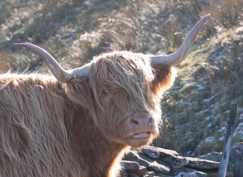 highland-cattle-calendar-2023-12-page-a4-wall-calendar-spiral-etsy