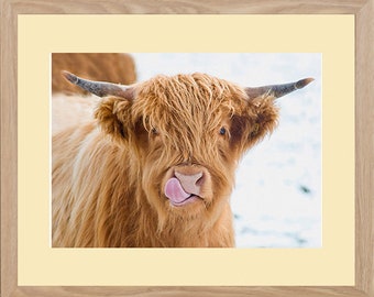 Fotodruck Highland Kuh - Licky Kuh, Bauernhaus Küche Kunst
