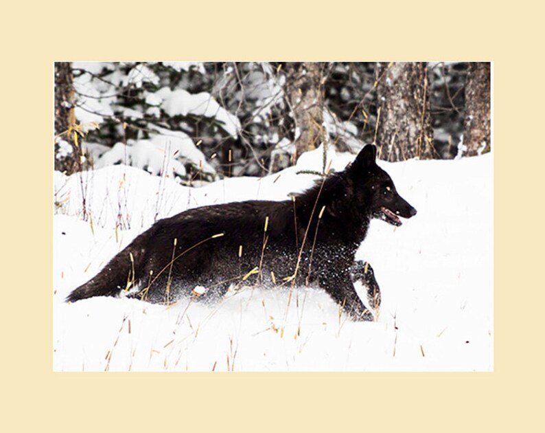 The Wild Wolves Of Alberta Black Wolf Running In The Snow Etsy